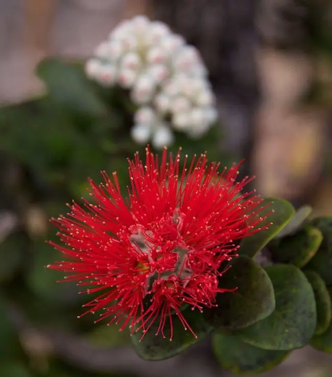 Native Hawaiian lehua blossoms